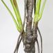 Штучна рослина Monstera 165 см Engard DW-22 DW-22 фото 2