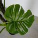 Штучна рослина Monstera 165 см Engard DW-22 DW-22 фото 5