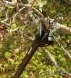 Универсальный садовый сучкорез-высоторез Fiskars UP84 1001557 1001557 фото 4