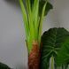 Искусственное растение Taro 170 см Engard DW-06 DW-06 фото 3