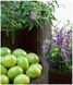 Цветочный горшок Keter Medium Cylinder Planter коричневый 223941 223941 фото 2