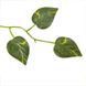 Искусственная ветвь Scindapsus 100 см Engard DW-13 DW-13 фото 2