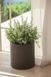 Комплект кашпо для квітів Keter Cylinder Planters S + M + L коричневий 220455 220455 фото 6