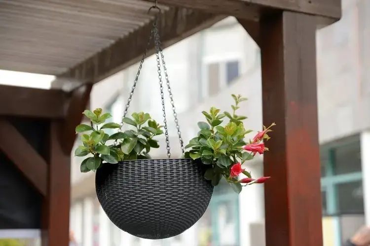 Підвісний горщик для квітів Keter Rattan Style Hanging графіт (253845) 229545 229545 фото