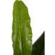 Искусственное растение Banana Tree 140 см Engard DW-08 DW-08 фото 6
