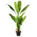 Искусственное растение Banana Tree 140 см Engard DW-08 DW-08 фото 1
