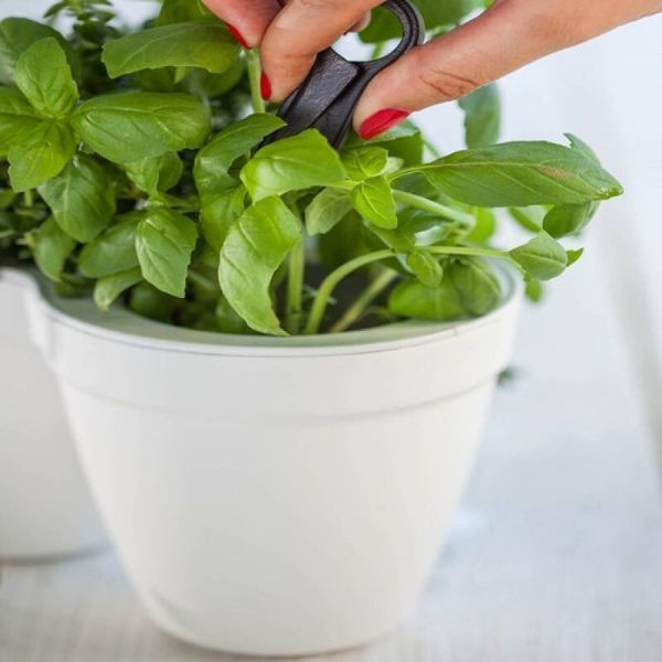 Горшок для растений Ivy Herbs белый Keter 7290103668112 фото