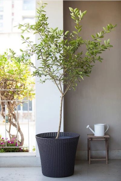 Горщик для квітів Keter Conic Planter 56.5л антрацит 231356 231356 фото
