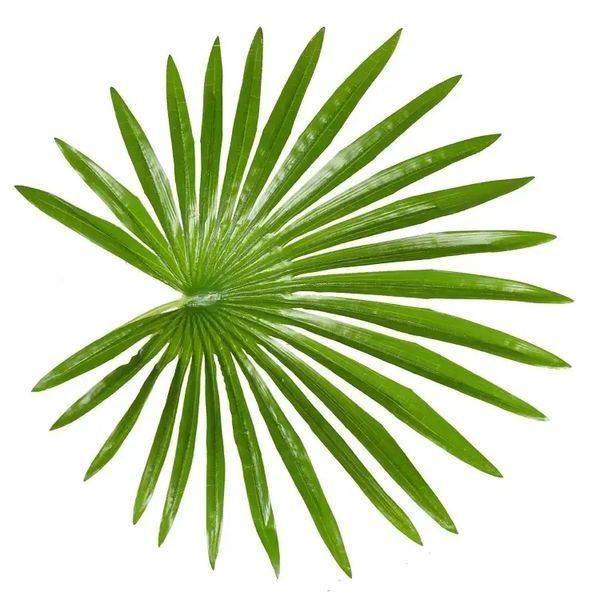 Штучна рослина Fan Palm 120 см Engard DW-27 DW-27 фото