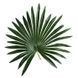 Штучна рослина Fan Palm 120 см Engard DW-27 DW-27 фото 4