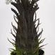 Штучна рослина Fan Palm 60 см Engard DW-25 DW-25 фото 3