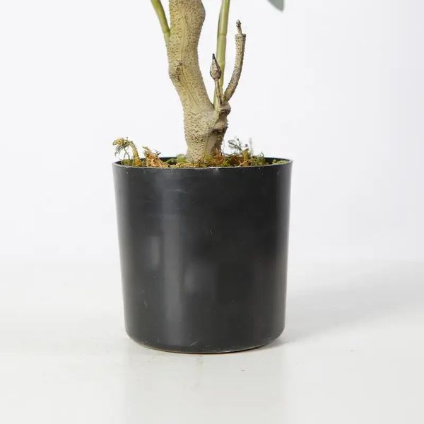 Штучна рослина Olive Tree 80 см Engard DW-20 DW-20 фото