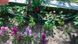 Садовое ограждение Garden Fence 5,9м Prosperplast 5905197640082 5905197640082 фото 5