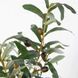 Штучна рослина Olive Tree 80 см Engard DW-20 DW-20 фото 4