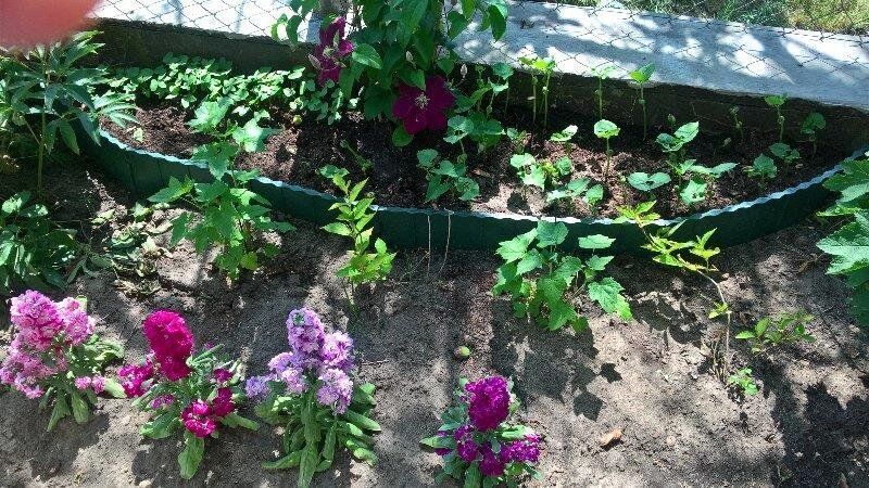 Садовое ограждение Garden Fence 5,9м Prosperplast 5905197640082 5905197640082 фото