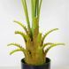 Штучна рослина Fan Palm 95 см Engard DW-26 DW-26 фото 5