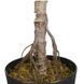 Штучна рослина Fiddle 110 см Engard DW-04 DW-04 фото 3