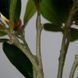 Искусственное растение Magnolia 40 см Engard DW-16 DW-16 фото 4