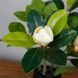 Искусственное растение Magnolia 40 см Engard DW-16 DW-16 фото 2