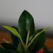 Искусственное растение Magnolia 40 см Engard DW-16 DW-16 фото 5