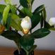 Искусственное растение Magnolia 40 см Engard DW-16 DW-16 фото 3