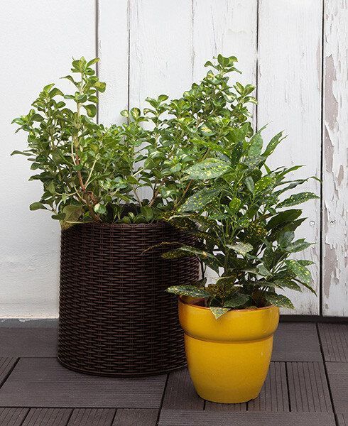 Горщик для квітів M Cylinder Planter Keter 7290103664190 7290103664190 фото