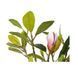 Штучна рослина Magnolia 70 см Engard DW-17 DW-17 фото 2