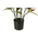 Штучна рослина Magnolia 70 см Engard DW-17 DW-17 фото 4
