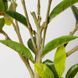 Штучна рослина Magnolia Tree 150 см Engard DW-18 DW-18 фото 4