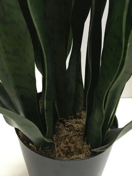 Штучна рослина Sansevieria 65 см. Engard DW-10 DW-10 фото