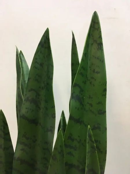 Штучна рослина Sansevieria 65 см. Engard DW-10 DW-10 фото