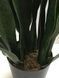 Штучна рослина Sansevieria 65 см. Engard DW-10 DW-10 фото 3