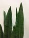 Штучна рослина Sansevieria 65 см. Engard DW-10 DW-10 фото 4