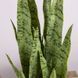 Искусственное растение Sansevieria 65 см. Engard DW-11 DW-11 фото 2