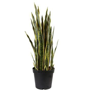Штучна рослина Sansevieria 92 см. Engard DW-12 DW-12 фото