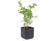 Цветочный горшок Keter Cube Planter L графит 230225 230225 фото 5